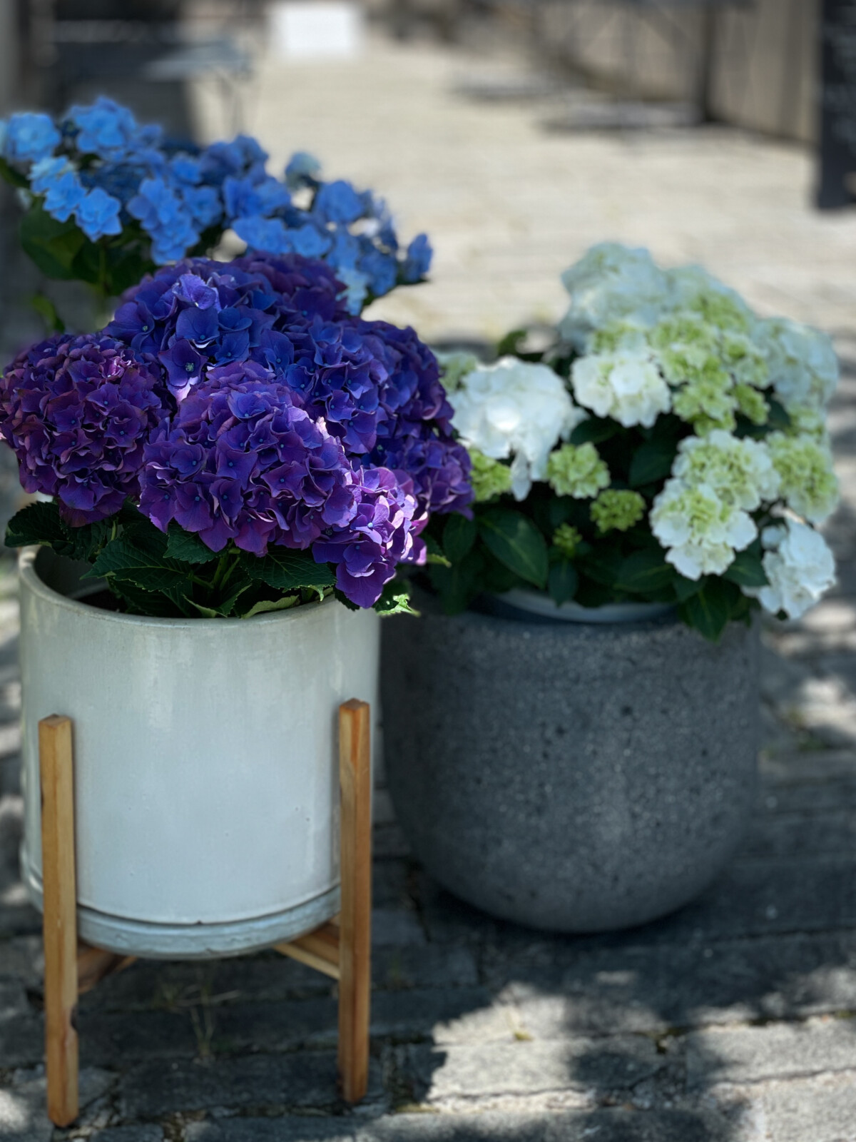 紫陽花:オンリーダイニング(ONLY DINING)